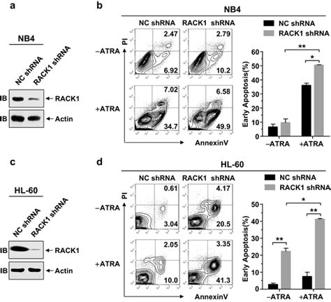 Deficiency Of Rack In Apl Cells Has Synergistic Induction Of Apoptosis