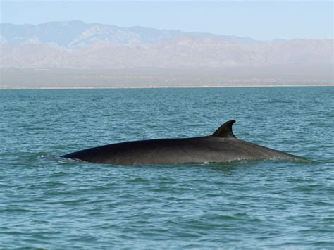 Fin Whale | Species | WWF