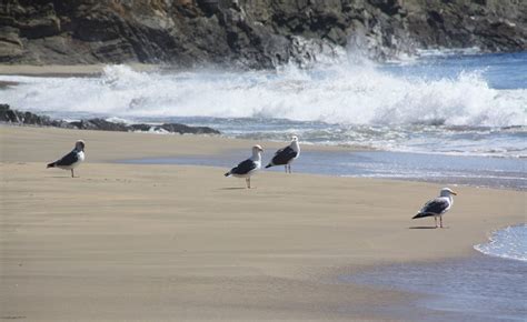 Fish Rock Beach At Anchor Bay Campground In Gualala Ca California