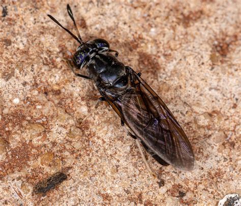 Insetologia Identificação de insetos Larva de Mosca Soldado em