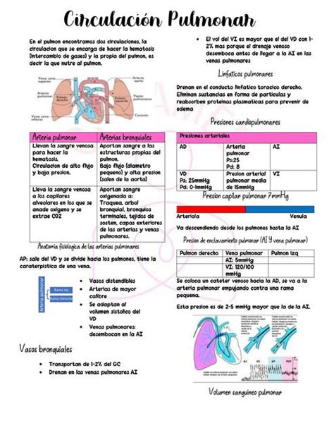 Circulación pulmonar Citlaly Hernández Arcos uDocz