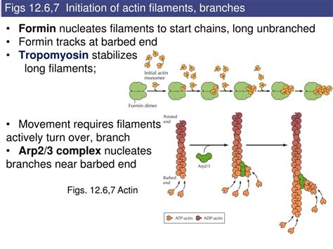 Ppt Cytoskeleton And Cell Movement Powerpoint Presentation Free