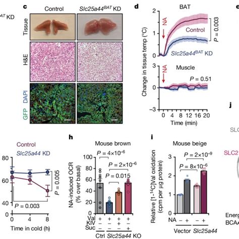 Cold Induced Bat Thermogenesis Promotes Systemic Bcaa Clearance In