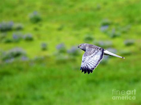 Marsh Hawk in Flight Photograph by Michael Dawson - Pixels