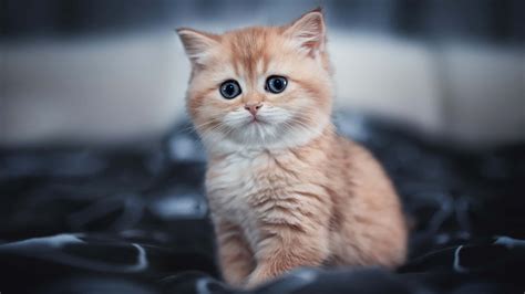 [100+] Cute Cat Pfp Wallpapers | Wallpapers.com