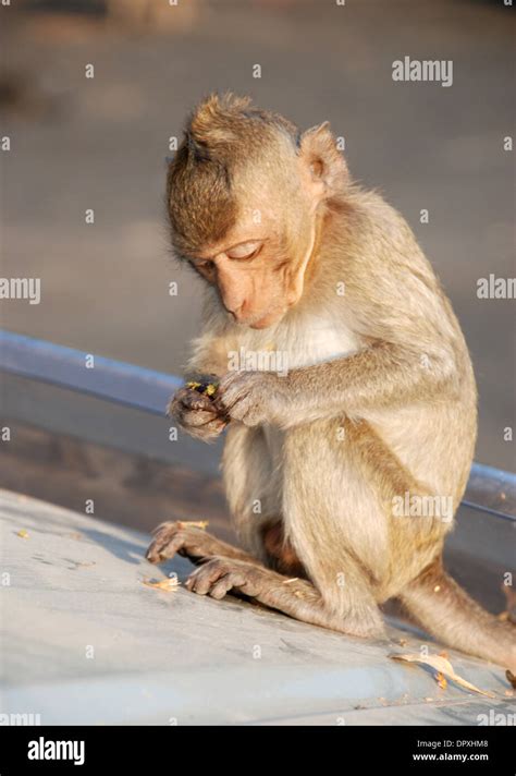 Macaques Thai Monkey Around The Temple Stock Photo Alamy