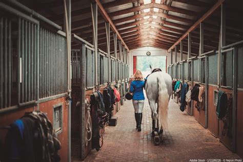 Sicher reiten während der Schwangerschaft Tipps und Ratschläge für