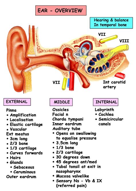 Instant Anatomy Head And Neck Areas Organs Ear General Overview Ear Anatomy