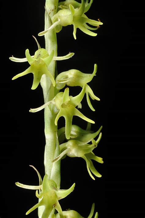 Peristylus Copelandii Orchidaceae Image At Phytoimages Siu Edu