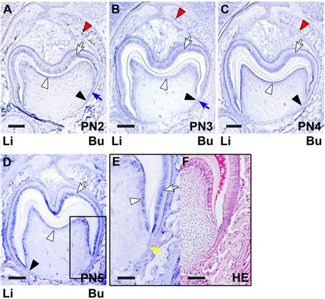 Itm2a Expression In The Developing Mouse First Lower Molar And The