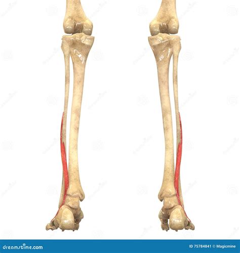 Human Body Muscles Anatomy (Peroneus Brevis) Stock Photo | CartoonDealer.com #75784841