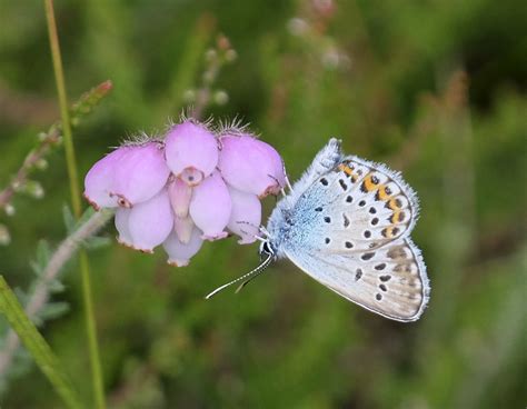 Plebejus Argus Im NSG Rothsteinsmoor Unterseite NGID850 Flickr