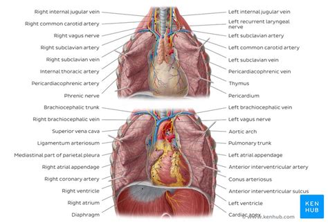 Heart ventricles: Anatomy, function and clinical aspects | Kenhub