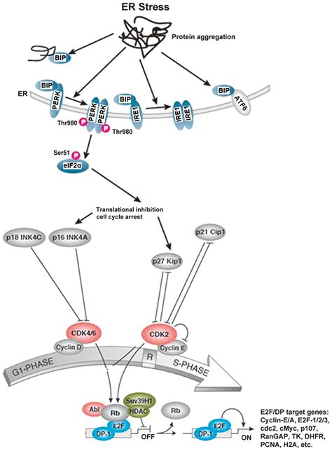 Glycyrrhetinic Acid Induces G Phase Cell Cycle Arrest In Human Non