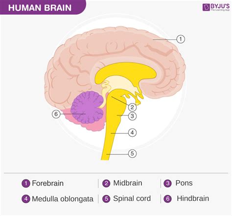 What is the difference between Brain and Spinal Cord