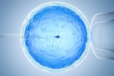 Embryo Implantation All You Need To Know Wistim Fertility Application