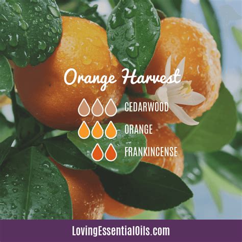 Orange Diffuser Blends - 10 Blissful Essential Oil Recipes – Loving Essential Oils