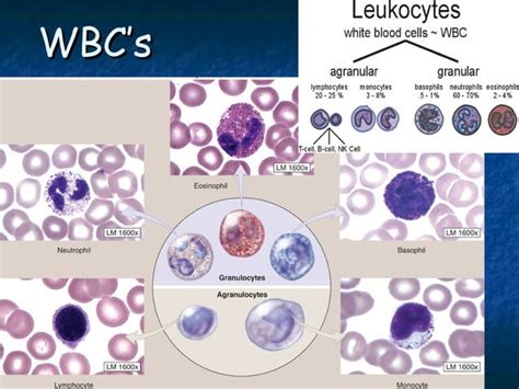 Leukocytosis Leukopenia Leukosis Ppt Free Download