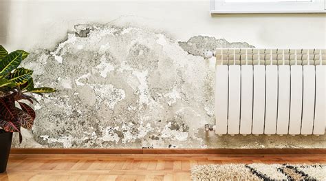 5 Signs Your Home Has Mold And How To Get Rid Of It Puroclean Emergency Restoration Specialists