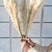 Pcs Ft X Golden Ivory Cream Pampas Grass Pampas Bundle Home