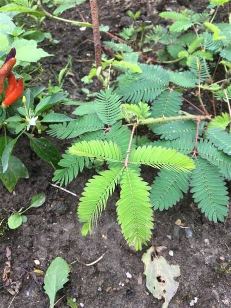 Мимоза стыдливая растение, в наличии. Цена: 600₽ во Владивостоке