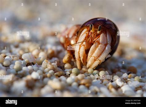 Hermit Crab On The Sandy Beach Stock Photo Alamy