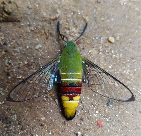 Pellucid Hawk Moth– Identification, Life Cycle, Facts & Pictures