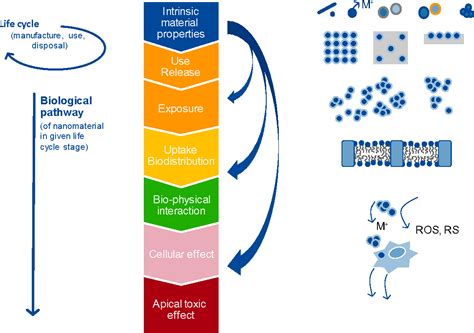 Figure 1 From Grouping And Read Across Approaches For Risk Assessment