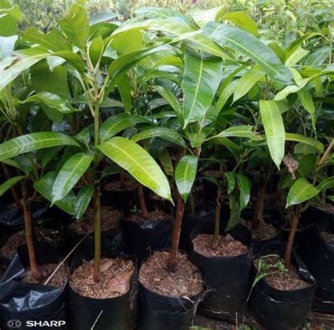 Jual Bibit Pohon Mangga Kiojay Sinangwang Kiosbibit