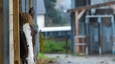 Écurie Active Au Haras De L’étoile Près De Rouen Les Chevaux Vivent En Liberté Et ça Marche