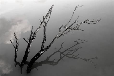 Wallpaper Sky Bw Cloud White Black Reflection Tree Water