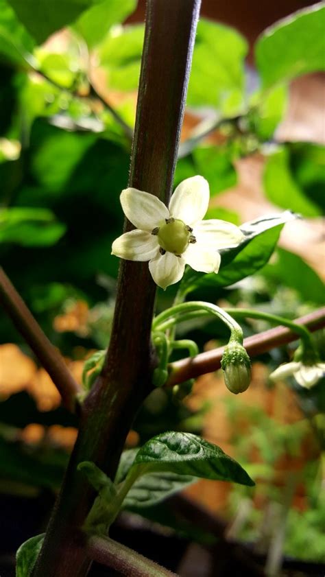 Habanero Hot Lemon Chiliforum Chili Pepper De