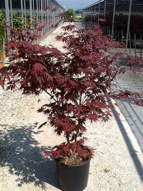 Acer palmatum Fireglow par Négoplantes spécialiste en négoce de plantes