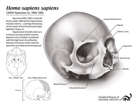 Homo sapiens sapiens Skull Plate :: Behance