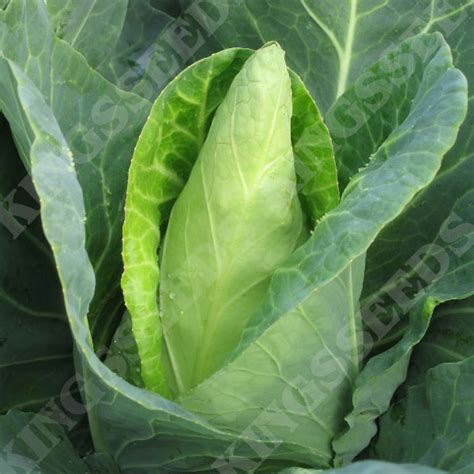 Cabbage Caraflex F1 Seeds Kings Seeds