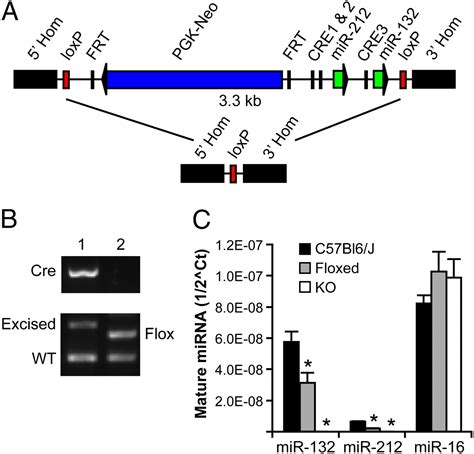 Microrna Regulates Dendritic Growth And Arborization Of Newborn