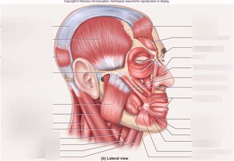 Facial Muscle Lateral View Diagram Quizlet