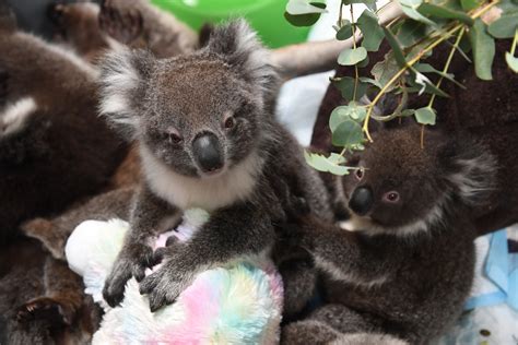 America's Zoos Help Animals Threatened in Australian Fires With Custom