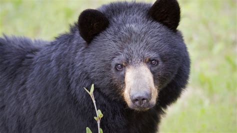 The American Black Bear Might Need A New Name In The Future