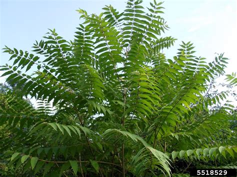 Invasive Plants University Of Maryland Extension