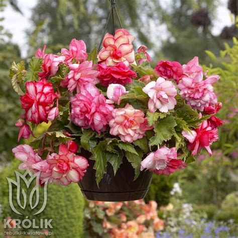 Begonia zwisająca pełna Pink Balcony 1 szt hurtownia i sklep cebulki