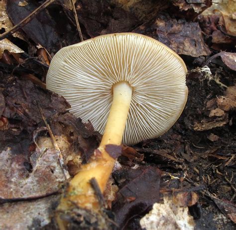 Gymnopus dryophilus Collybie du chêne Saint Pierre Île Flickr