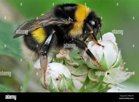 Northern White Tailed Bumblebee Bombus Magnus Queen Resting