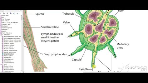 Axillary Lymph Nodes Youtube