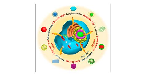 Boosting Cancer Therapy With Organelle Targeted Nanomaterials Acs