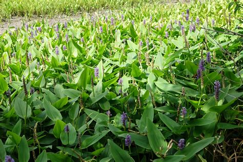 Pickerel Weed Spavinaw Creek Delaware County Oklahoma Mark Otnes