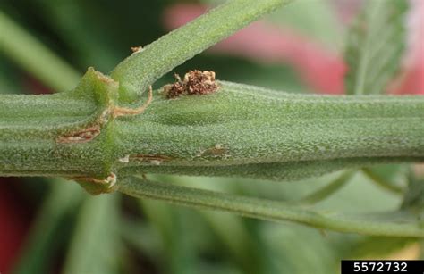 Eurasian Hemp Borer Agricultural Biology