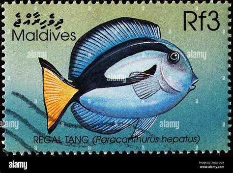 Regal Tang Fish On Postage Stamp From Maldives Stock Photo Alamy