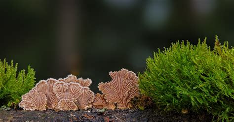 Mushroom Winter Mushrooms - Free photo on Pixabay - Pixabay