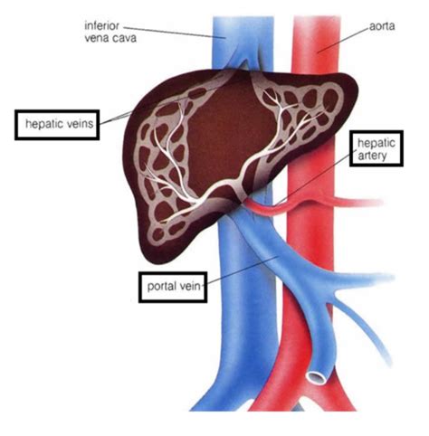 Ch Mechanisms Of Cancer Spread Flashcards Quizlet